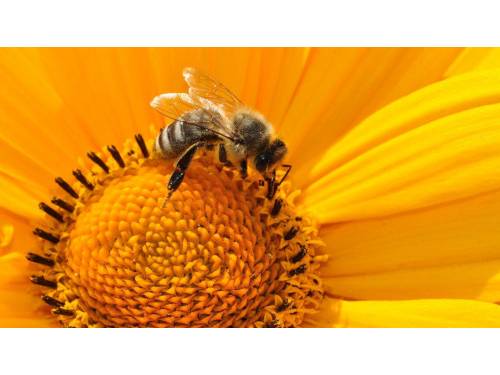 ProBiotyki dla pszczół - ApiBioFarma